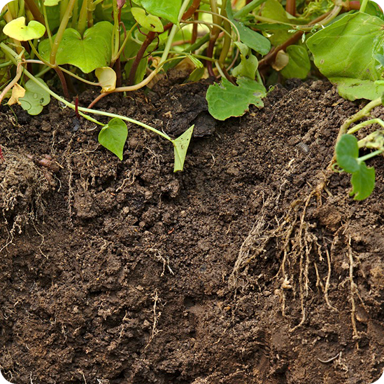 Home 1 Farmers learning regenerative soil practices in Lake Constance area, Landwirte lernen regenerative Bodenpraktiken in der Bodenseeregion